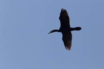 black cormorant flying in a blue sky