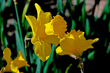 A plant blooming in early spring with yellow flowers called daffodil, which grows commonly in flowerbeds, squares and gardens in the city of Białystok in Podlasie in Poland.