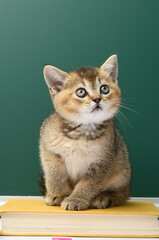 little Scottish Straight kitten sits on a green background