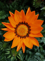 Blume