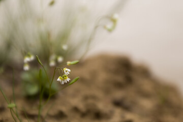 wild flowers in early May