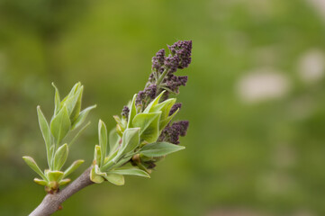 lilac color in an instant