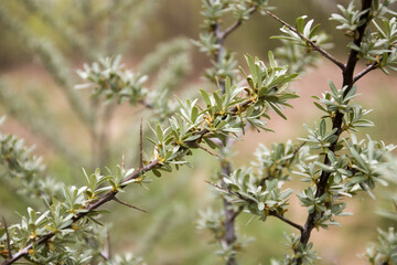 young sea buckthorn leaves in spring