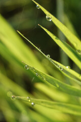Droplets of water on a green plant