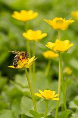 bee on yellow flower
