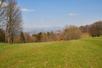 Green grass. Spring forest. Hills. Trees. The valley. Mountains in the distance covered with snow. Blue sky with white clouds.