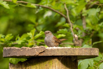 Feeding bird