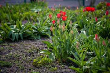 Nice color tulip flowers after the spring rain nature flora macro photo with empty space for text