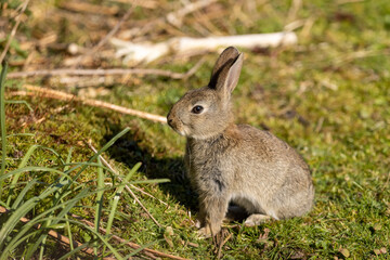 Baby rabbit in the grass