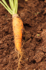 Close-up Carrot