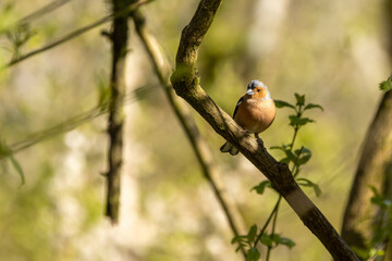 Bird on a branch
