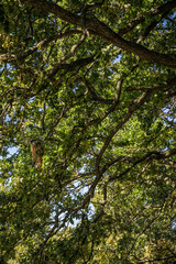 Sunny summer forest. Sun light shining through green oak leaves