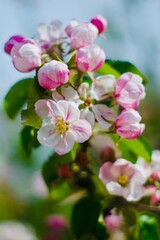 pink and white apple flowers blossom
