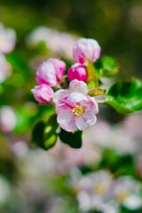 close up of apple blossom tree