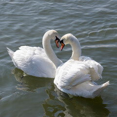 Fototapeta premium two swans on the lake