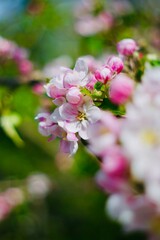 pink and white apple blossom flowers