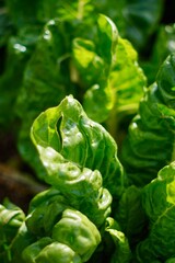 green chard lettuce  in the garden