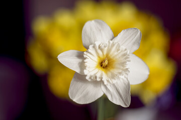 one white-yellow narcissus. Close-up sping flower. Horizontal view.
