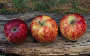 three fresh apples seen from above on wood and grass