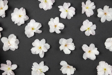 Cherry spring flowers on dark background. Valentines, womens, mothers day, easter, birthday, wedding or spring holiday flat lay. Top view.