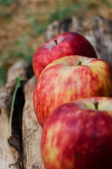 red apples in a row, natural lifestyle