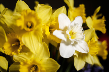 Close-up of a white-yellow narcissus, spring flower, black background.