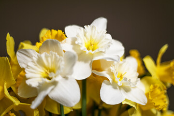 Fototapeta na wymiar Close-up bouquet of a white-yellow narcissus, spring flower, black background. Macro image.