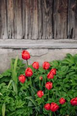 Fototapeta na wymiar Red tulips growing in the garden near the barn.
