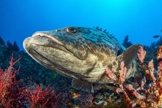 Potato Grouper On Protea Banks South Africa