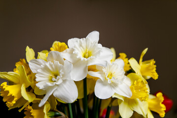 Fototapeta na wymiar Close-up bouquet of a white-yellow narcissus, spring flowers. Macro image.