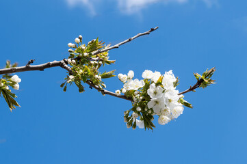 cherry flowers on a tree in spring