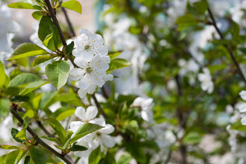 cherry flowers on a tree in spring