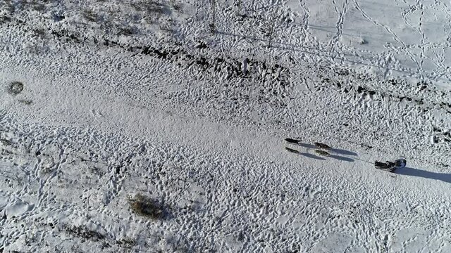 Sports dog sled racing on a snowy road