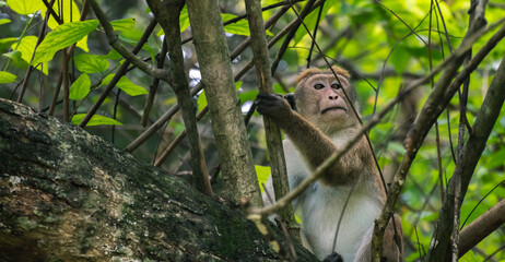 Fototapeta premium Dryzone toque macaque monkey resting in the bush.