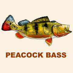 Peacock bass. Fish design, yellow color, isolated