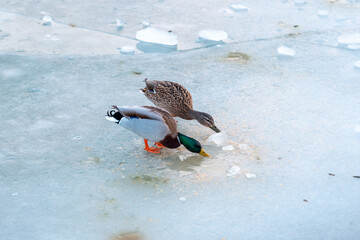 Beautiful shot of ducks drinking water from an ice break on lake Balaton in Hungary