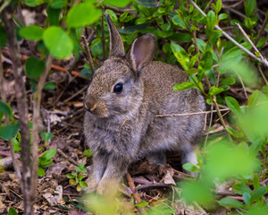 Naklejka na ściany i meble Cute rabbit baby on the ground among green leaves