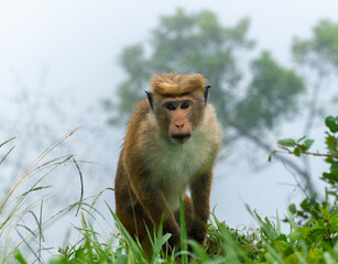 Toque macaque staring at the camera, the foggy steep slope behind him, cold rainy forest habitat of the monkeys.
