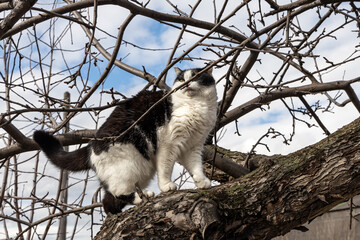 A beautiful adult young black and white cat with big yellow eyes scrambles on a tree