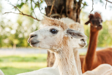 Obraz premium Cute alpaca with funny face relaxing on ranch in summer day. Domestic alpacas grazing on pasture in natural eco farm countryside background. Animal care and ecological farming concept