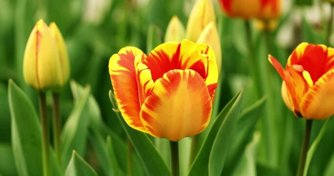  tulip sway in the wind. spring flowers Slow motion