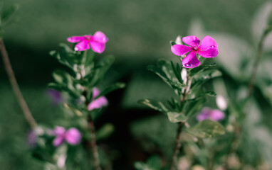 Fototapeta premium Graveyard plant pink flowers bush close up.