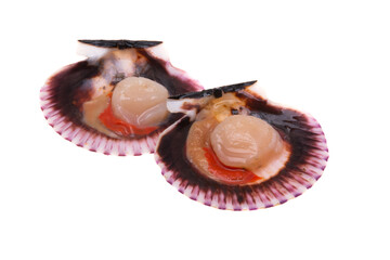 scallops isolated
