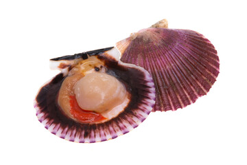 scallops isolated