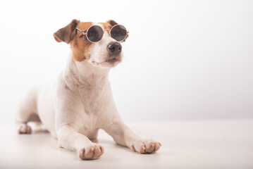 Jack russell terrier dog portrait in sunglasses on white background
