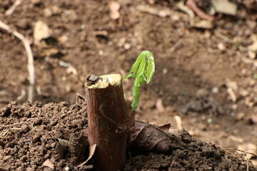 Young and fresh bud of tapioca plant generating from its stem