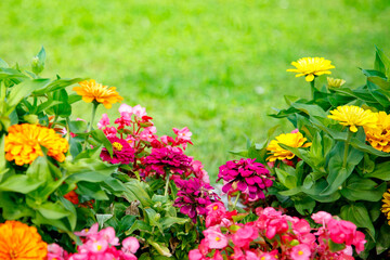 bright rural flowers growing on a flower bed. Olbendorf, Southern Burgenland, Austria
