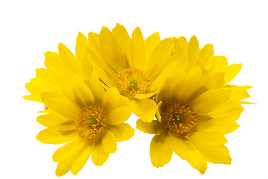 adonis flower isolated