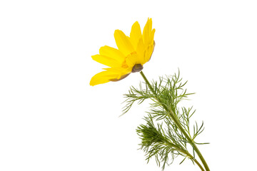 adonis flower isolated