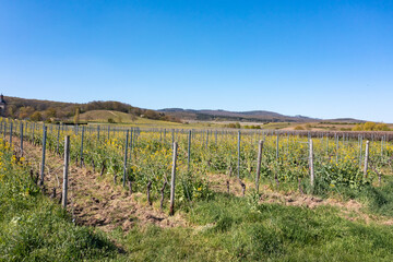 Fototapeta na wymiar Bird's eye view of the vineyards near Oestrich-Winkel in the Rheingau / Germany in spring 